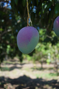 Haden hanging on the tree