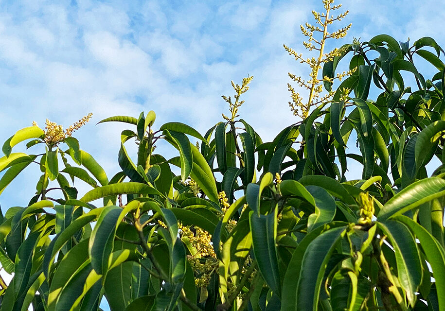 Blooming_panicles